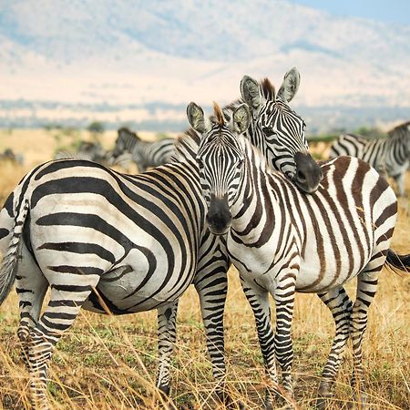 Lake Natron Maasai Giraffe Eco Lodge And Camping Mtowabaga Dış mekan fotoğraf