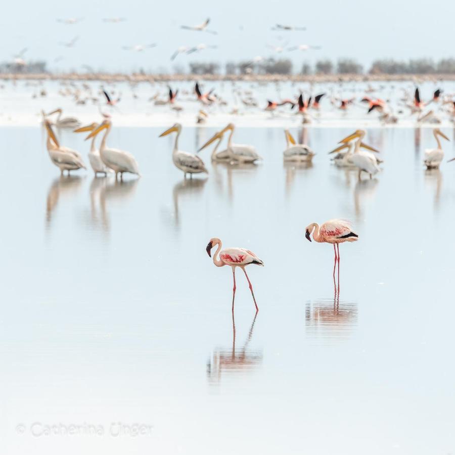 Lake Natron Maasai Giraffe Eco Lodge And Camping Mtowabaga Dış mekan fotoğraf