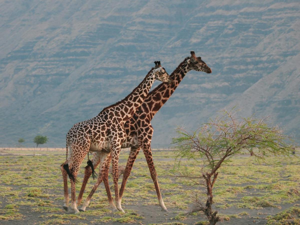 Lake Natron Maasai Giraffe Eco Lodge And Camping Mtowabaga Dış mekan fotoğraf