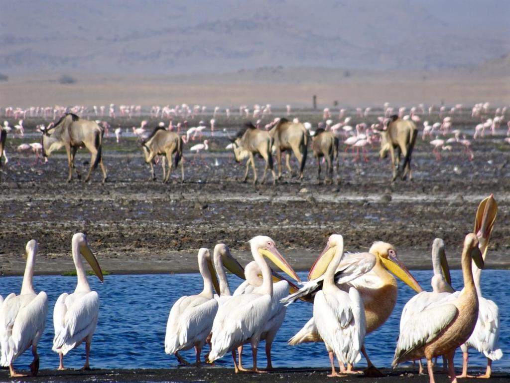 Lake Natron Maasai Giraffe Eco Lodge And Camping Mtowabaga Dış mekan fotoğraf