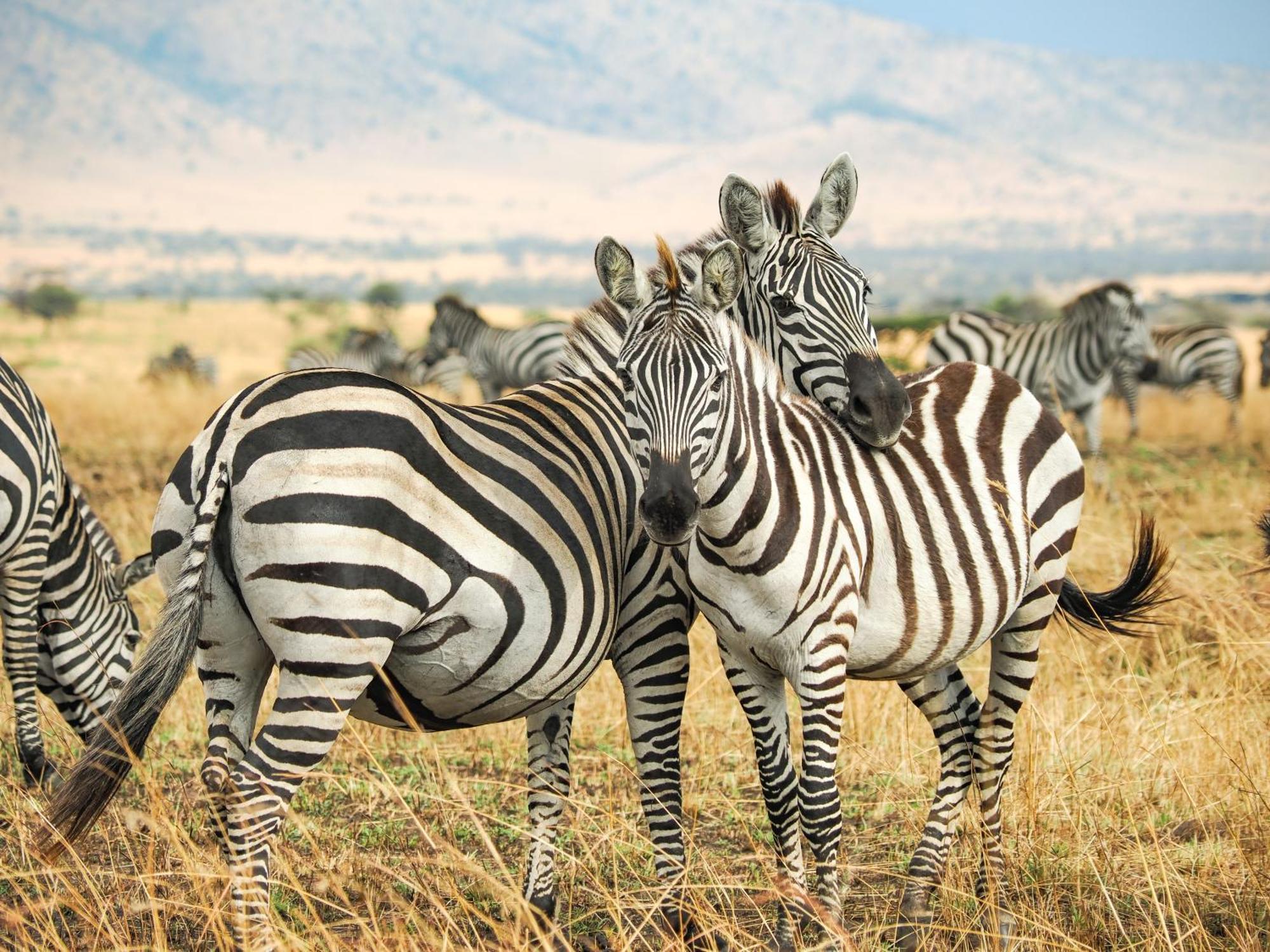 Lake Natron Maasai Giraffe Eco Lodge And Camping Mtowabaga Dış mekan fotoğraf
