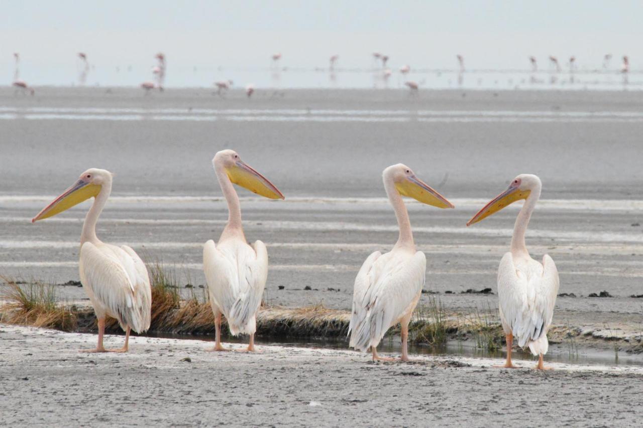 Lake Natron Maasai Giraffe Eco Lodge And Camping Mtowabaga Dış mekan fotoğraf